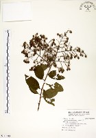 九芎藏品圖，第1張