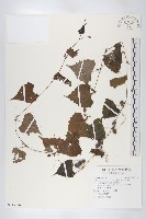 黑果馬交兒藏品圖，第1張