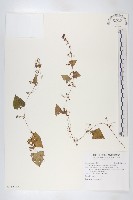 黑果馬交兒藏品圖，第1張