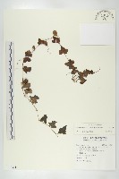 垂果瓜藏品圖，第1張