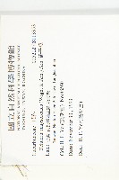 鈕子瓜藏品圖，第2張