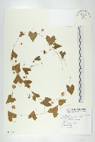 馬交兒藏品圖，第1張