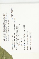 馬交兒藏品圖，第2張