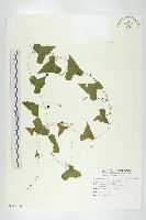 馬交兒藏品圖，第1張