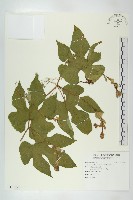 括樓藏品圖，第1張