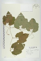 王瓜藏品圖，第1張