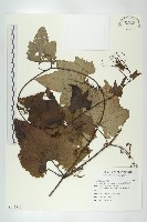 槭葉括樓藏品圖，第1張