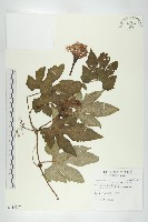 槭葉括樓藏品圖，第1張