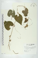 青牛膽藏品圖，第1張