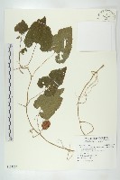 青牛膽藏品圖，第1張