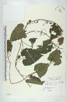 青牛膽藏品圖，第1張