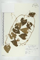 青牛膽藏品圖，第1張