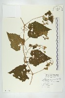 青牛膽藏品圖，第1張