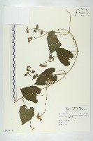 青牛膽藏品圖，第1張