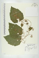 青牛膽藏品圖，第1張