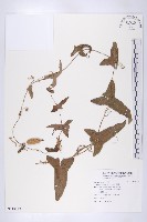 茅瓜藏品圖，第1張