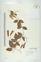 穿山龍藏品圖，第1張