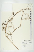 穿山龍藏品圖，第1張