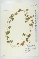 倒吊金鐘、天花藏品圖，第1張