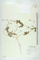 天花藏品圖，第1張