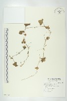 天花藏品圖，第1張