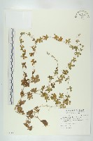 天花藏品圖，第1張