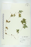 天花藏品圖，第1張