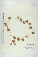 天花藏品圖，第1張