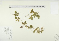 苦瓜藏品圖，第1張