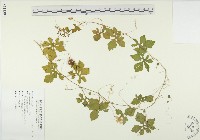 苦瓜藏品圖，第1張