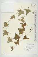 變葉馬交兒藏品圖，第1張