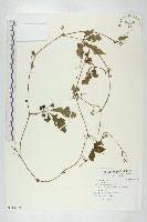 登錄號:S113400藏品圖，第1張