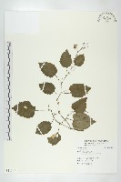 登錄號:S113401藏品圖，第1張