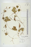 瓣瓜藏品圖，第1張