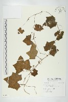 登錄號:S113405藏品圖，第1張