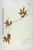 雙輪瓜藏品圖，第1張