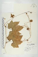 雙輪瓜藏品圖，第1張