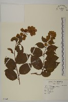 雷公藤藏品圖，第1張