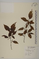 佩羅特木藏品圖，第1張