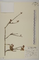 日本賽衛矛、日本假衛矛藏品圖，第1張