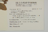 日本賽衛矛、日本假衛矛藏品圖，第2張