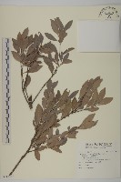 日本賽衛矛、日本假衛矛藏品圖，第1張