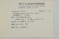 日本賽衛矛、日本假衛矛藏品圖，第2張