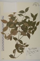 福建賽衛矛、福建假衛矛藏品圖，第1張