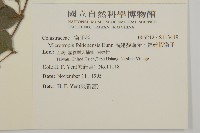 福建賽衛矛、福建假衛矛藏品圖，第2張