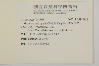 蘭嶼裸實藏品圖，第2張