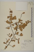 北仲, 刺裸實藏品圖，第1張