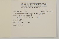 厚葉衛矛藏品圖，第2張