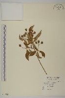 厚葉衛矛, 源一木藏品圖，第1張