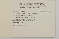 厚葉衛矛, 源一木藏品圖，第2張